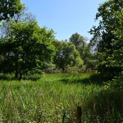 Askham Bog