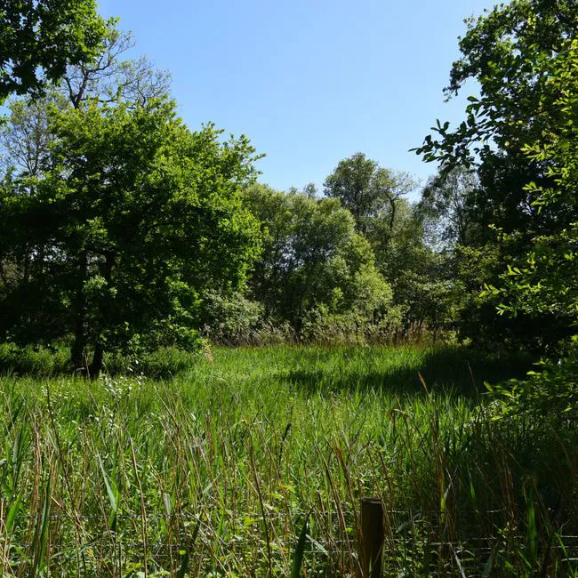 Askham Bog